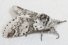 Furcula occidentalis