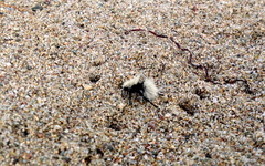 Dasymutilla sackenii
