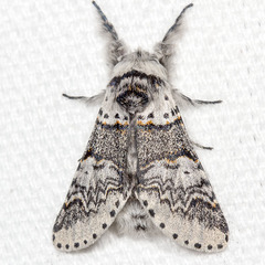 Furcula occidentalis