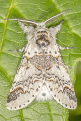 Furcula occidentalis