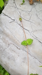 Glechoma hederacea