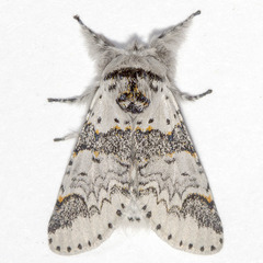 Furcula occidentalis