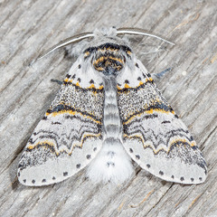 Furcula occidentalis