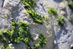 Traskorchestia traskiana