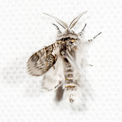 Furcula occidentalis