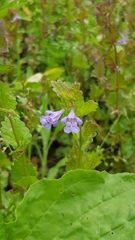 Glechoma hederacea