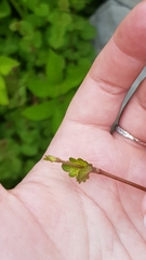 Glechoma hederacea