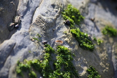 Traskorchestia traskiana