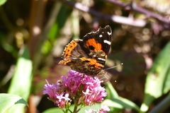 Vanessa vulcania