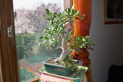 Ficus retusa