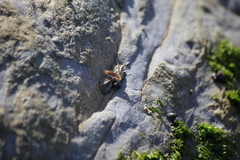 Traskorchestia traskiana