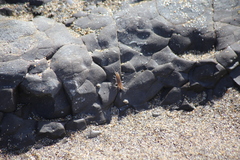 Traskorchestia traskiana