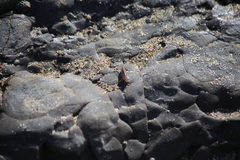 Traskorchestia traskiana