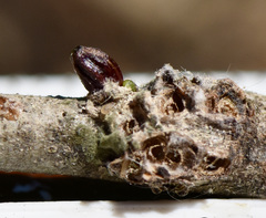 Callirhytis quercusgemmaria