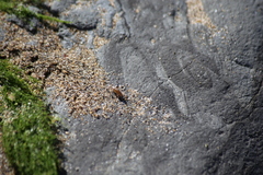 Traskorchestia traskiana