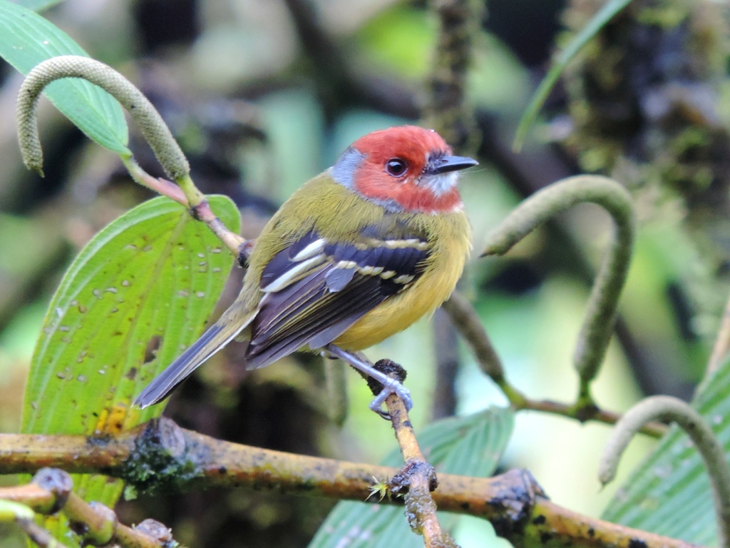 Johnson's Tody-Flycatcher photo