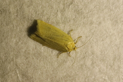 Zelotherses paleana