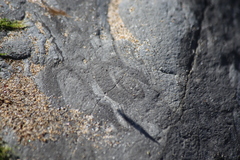 Traskorchestia traskiana