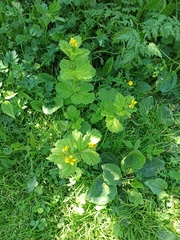 Geum macrophyllum