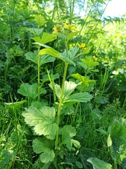 Geum macrophyllum