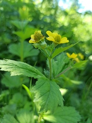 Geum macrophyllum