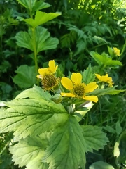 Geum macrophyllum