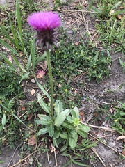 Carduus nutans