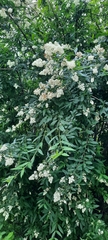 Ligustrum