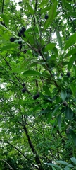 Ligustrum