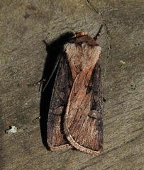 Agrotis obliqua
