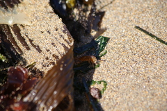 Traskorchestia traskiana