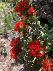 Castilleja litoralis