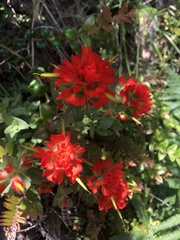 Castilleja litoralis