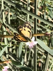 Colotis amata