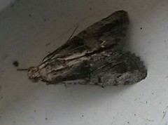 Noctuidae