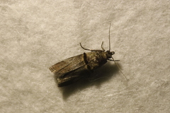 Trachonitis cristella