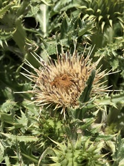 Cirsium quercetorum