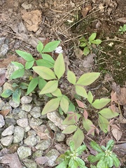 Taenidia integerrima