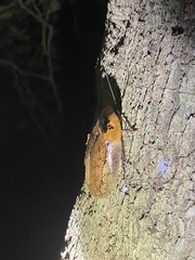 Blaberinae