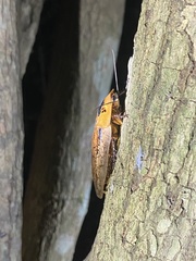 Blaberinae