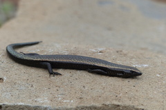 Chalcides viridanus