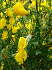 Cytisus grandiflorus
