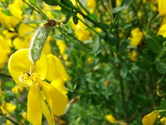 Cytisus grandiflorus