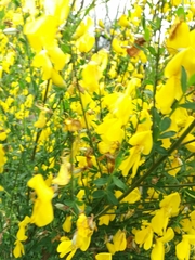 Cytisus grandiflorus