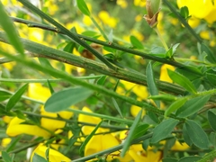Cytisus grandiflorus
