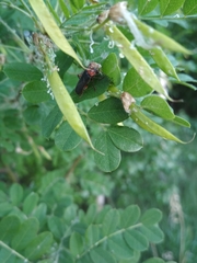 Cantharis rustica