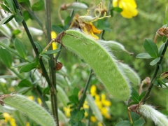 Cytisus grandiflorus