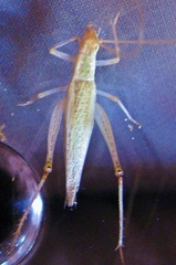 Oecanthus bakeri