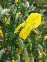 Cytisus grandiflorus