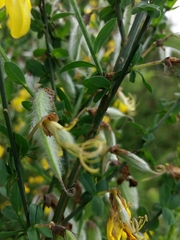 Cytisus grandiflorus